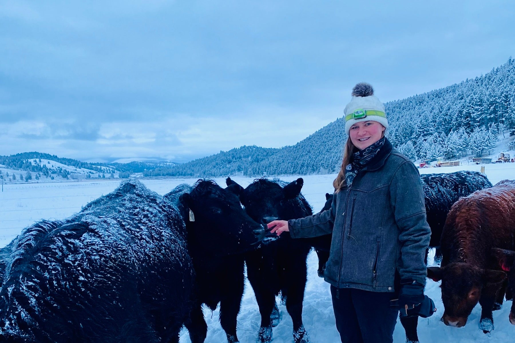 Calving Season is Coming - Ranch Update – Beauty and the Beef